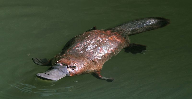 Platypus: The Patchwork Animal Nobody Believed