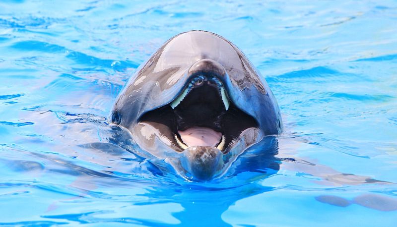Dolphins