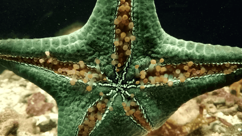 Starfish: The Mass Producers