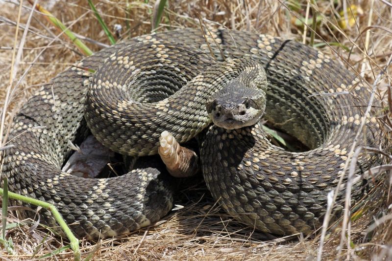 Serpents Of The North: Northern Pacific Rattlesnakes