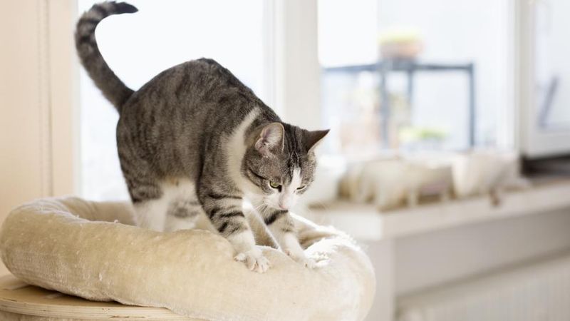 Cat Kneading