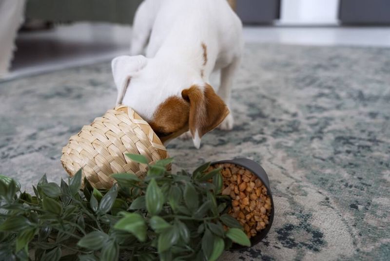 Hiding Or Burying Treats
