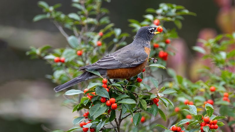 Tucked Into Thick Foliage