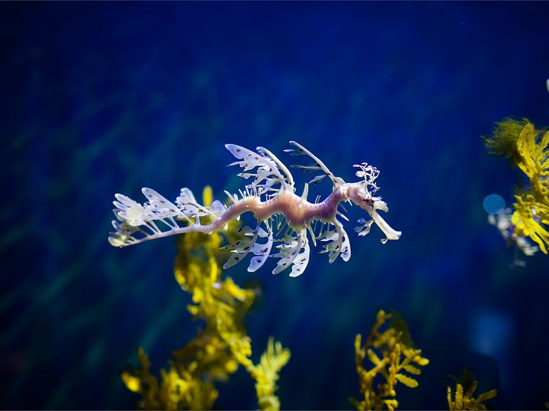Aquarium Adaptability