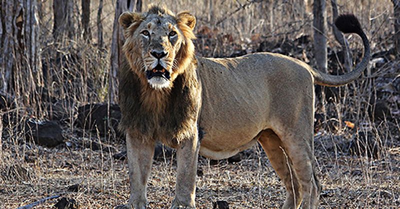 Asiatic Lion