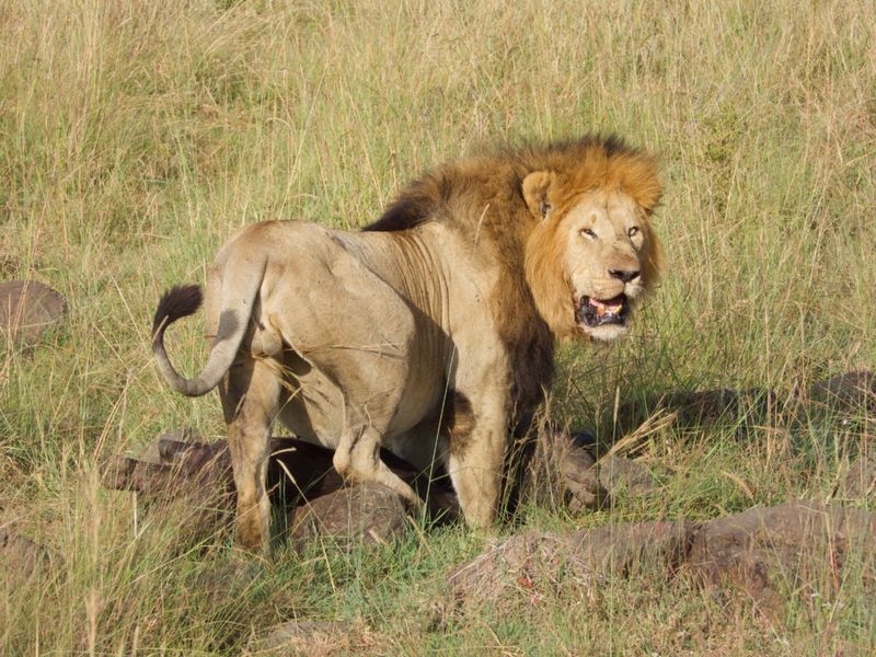 African Lion