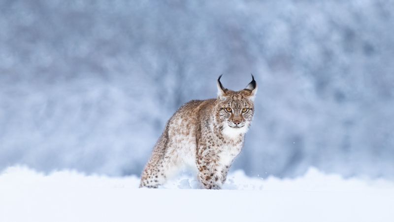 Lynx