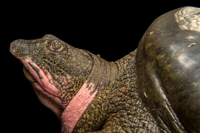 Yangtze Giant Softshell Turtle