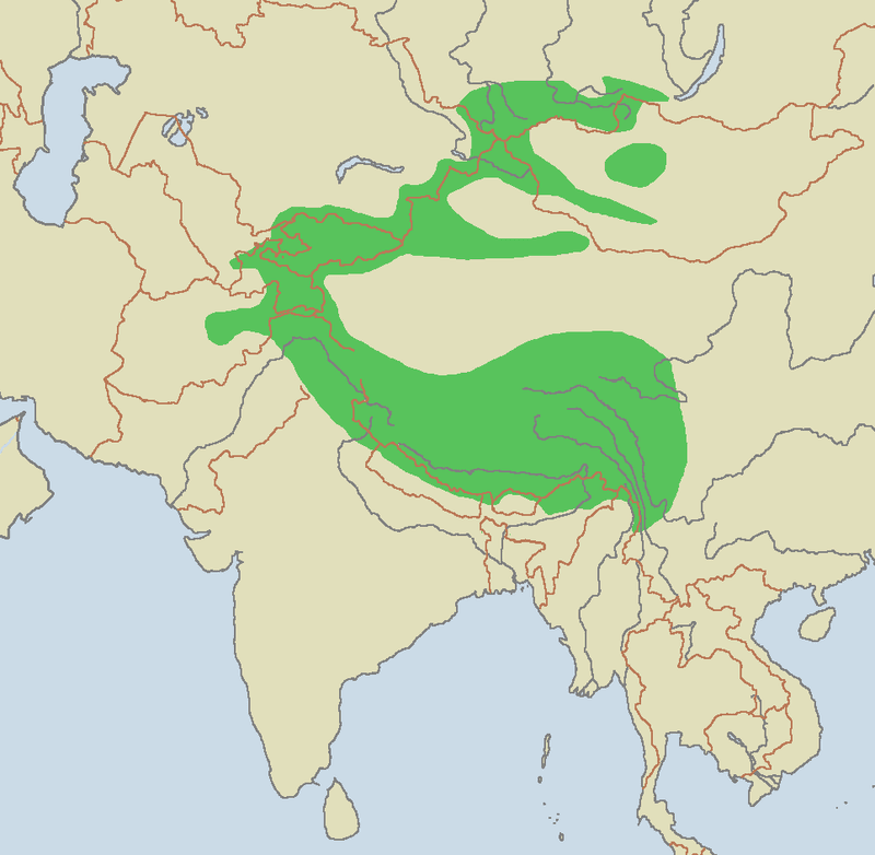 Fossils Help Track The Snow Leopard's Geographic Evolution