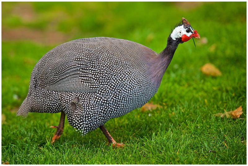 Living Fossil: The Helmeted Guineafowl