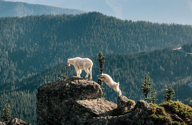 Mountain Goat