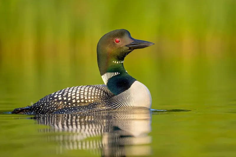 Common Loon