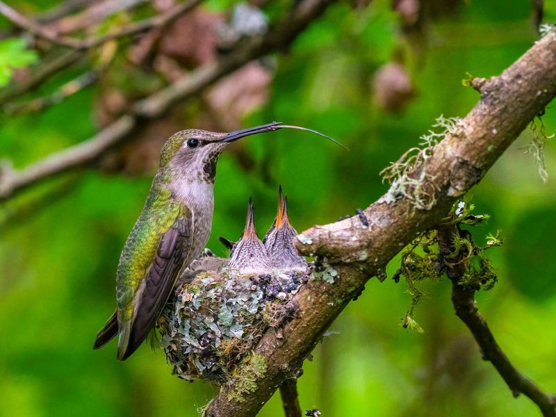 Anna's Hummingbird