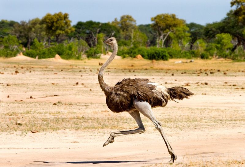 Ostrich