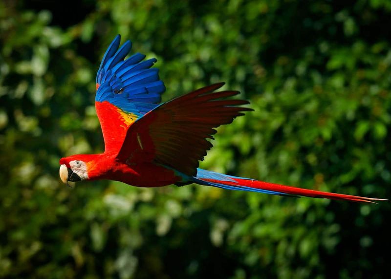 Scarlet Macaw