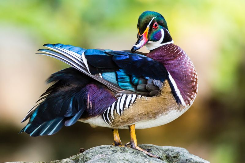 Wood Duck: Fashion Model Of The Marsh