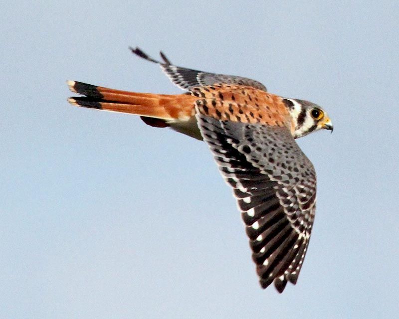 American Kestrel