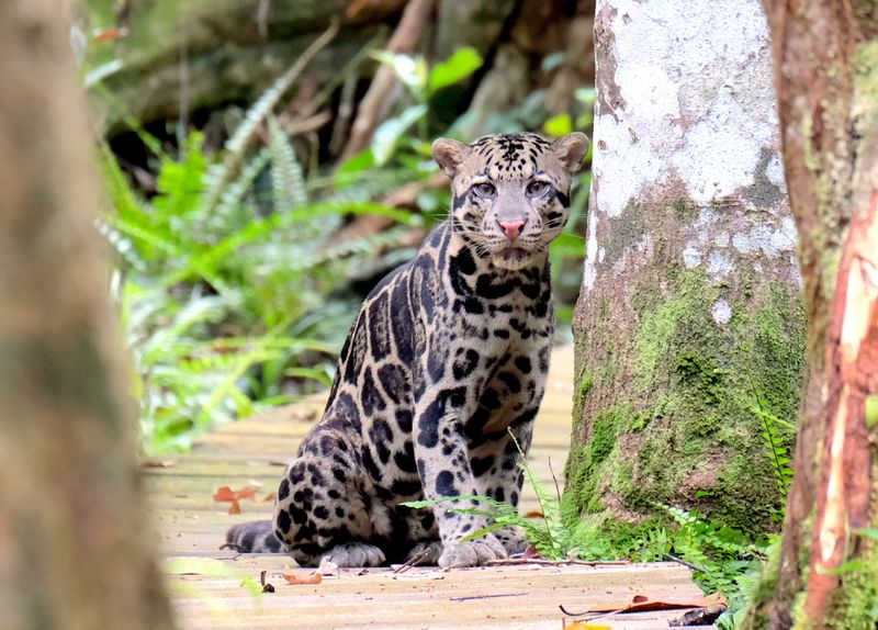 Jungles Of Borneo