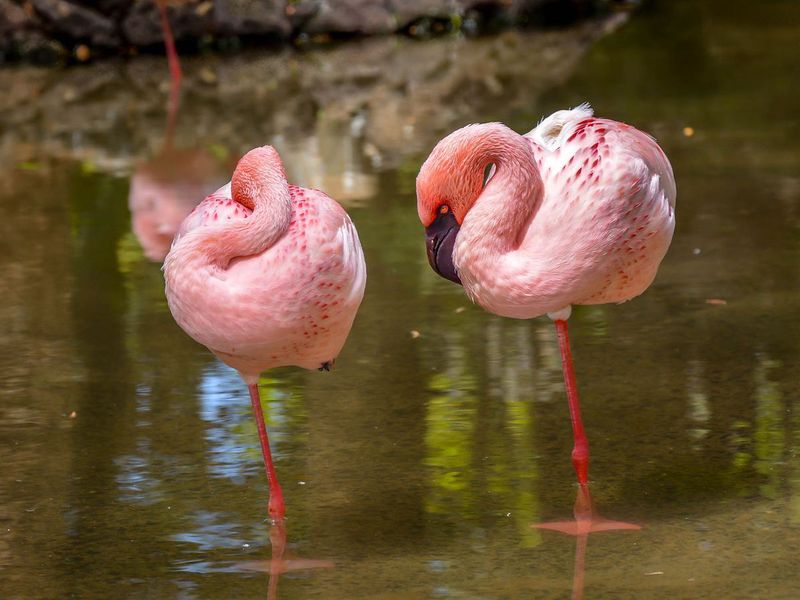 Perched On One Leg