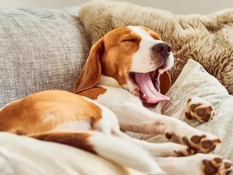Yawning When You Do
