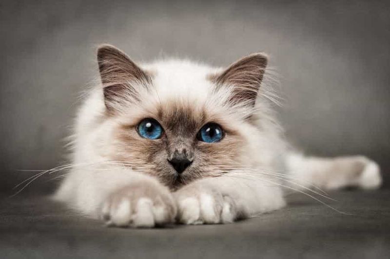 Affectionate Birmans