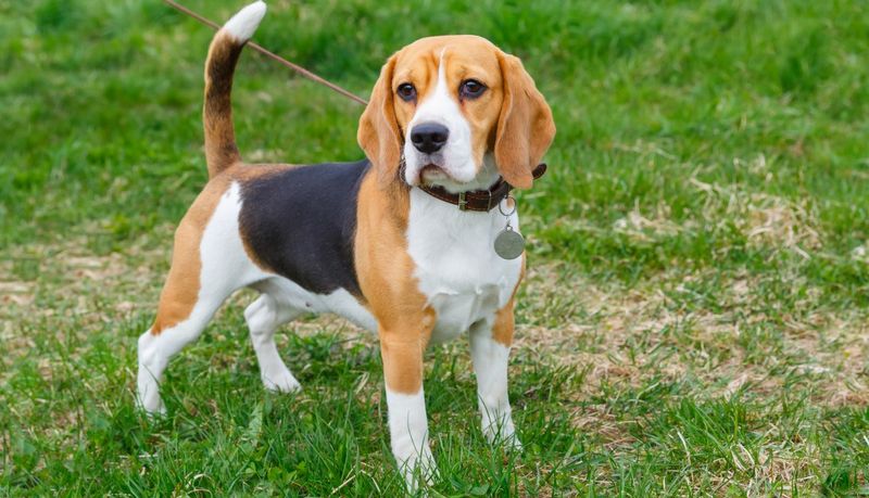 Irrepressible Beagles