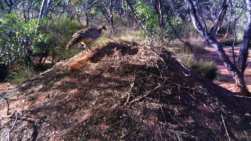 Australian Malleefowl's Incubation Mounds