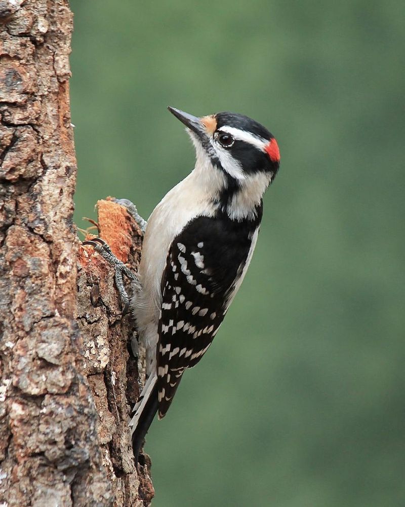 Downy Woodpeckers