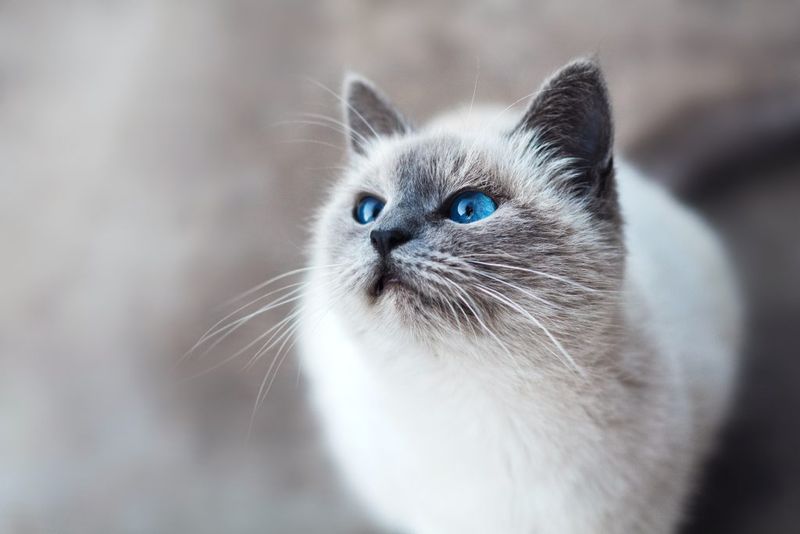 The Birman’s Good Fortune