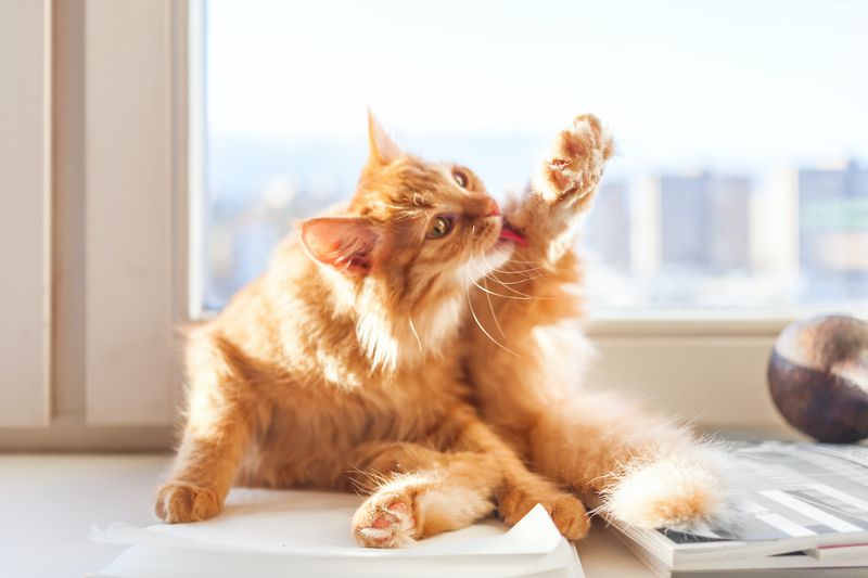 Self-Grooming Skills