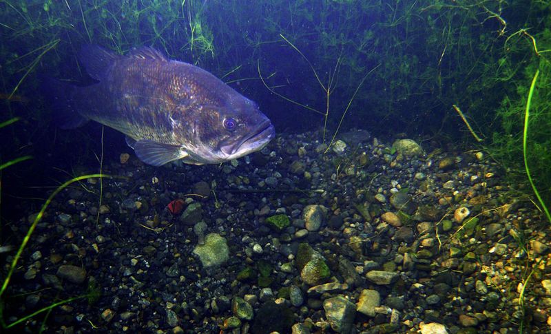 Underwater Hibernation Chambers