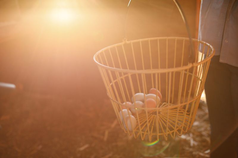 Seasonal Egg Production