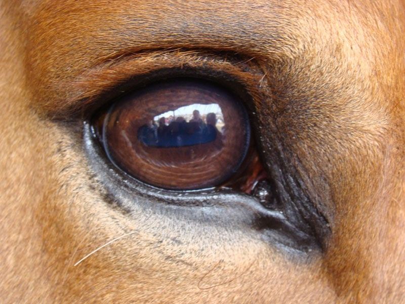 Independent Eye Movement