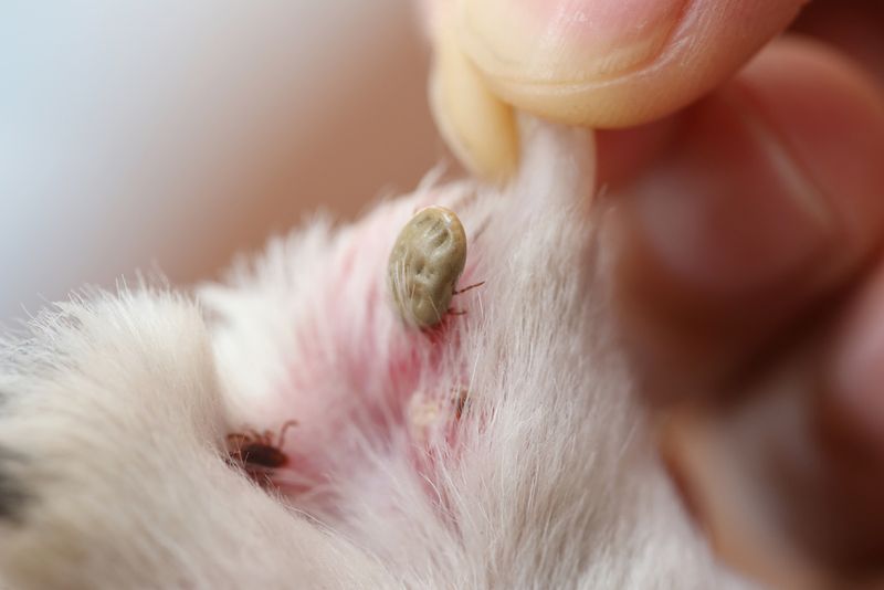 Parasite Exposure