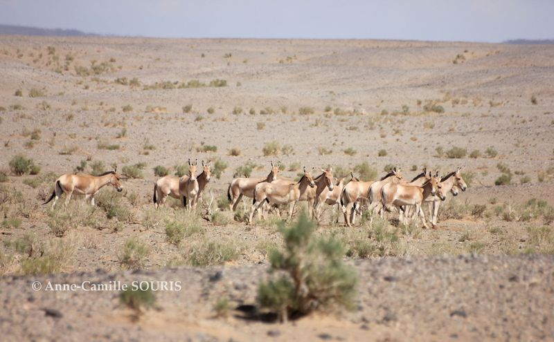 Conservation Success Stories