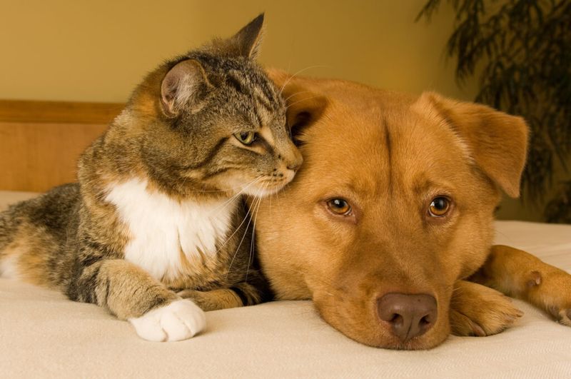 Different Calming Pheromone Responses