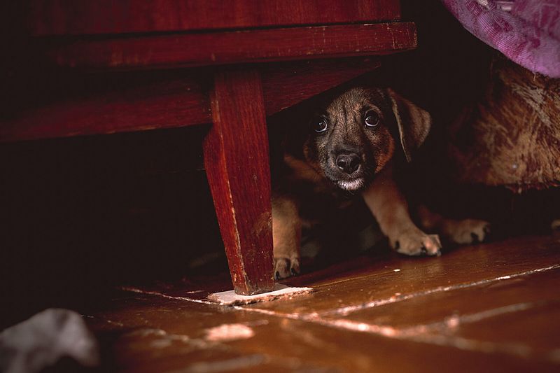 Unexpected Noises Need Desensitization