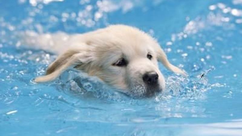 Born With Instinctive Swimming Ability