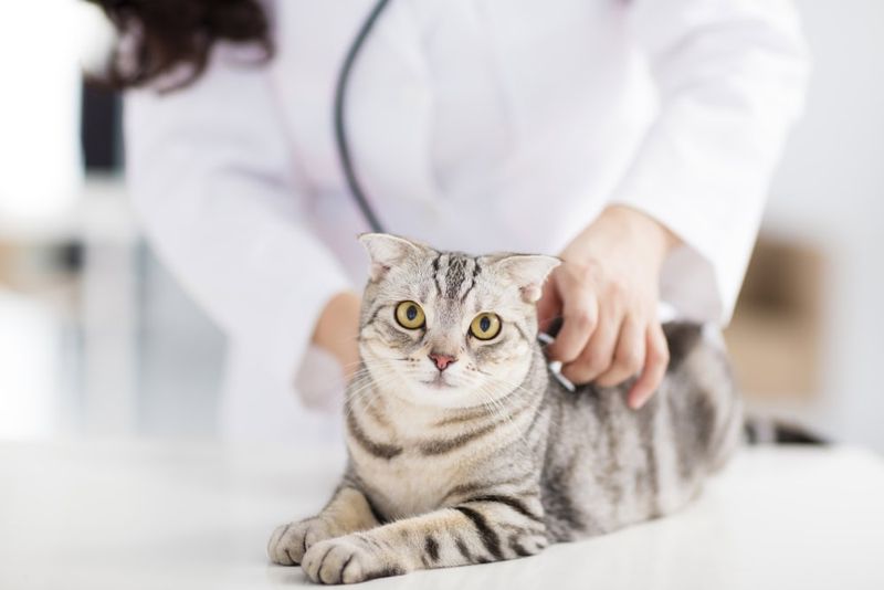 Consult Your Veterinarian
