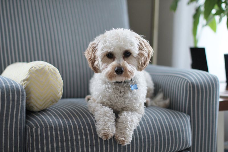 Creating A Pet-Friendly Environment