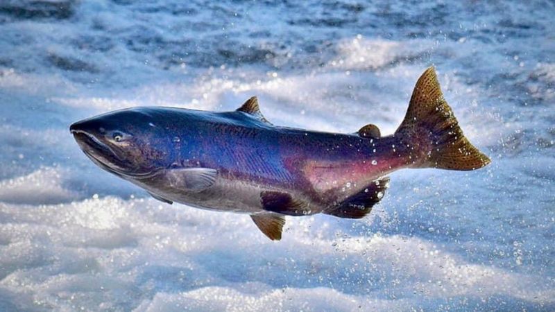 Winter-run Chinook Salmon: California's Cold Water Crisis