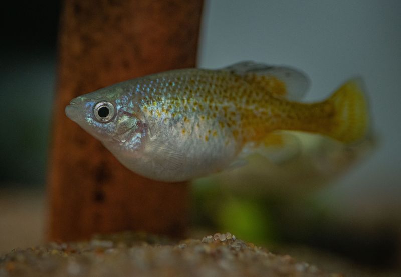 Golden Skiffia
