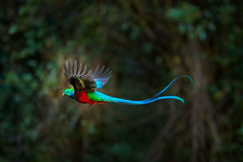 Resplendent Quetzal – Cloud Forest Jewel
