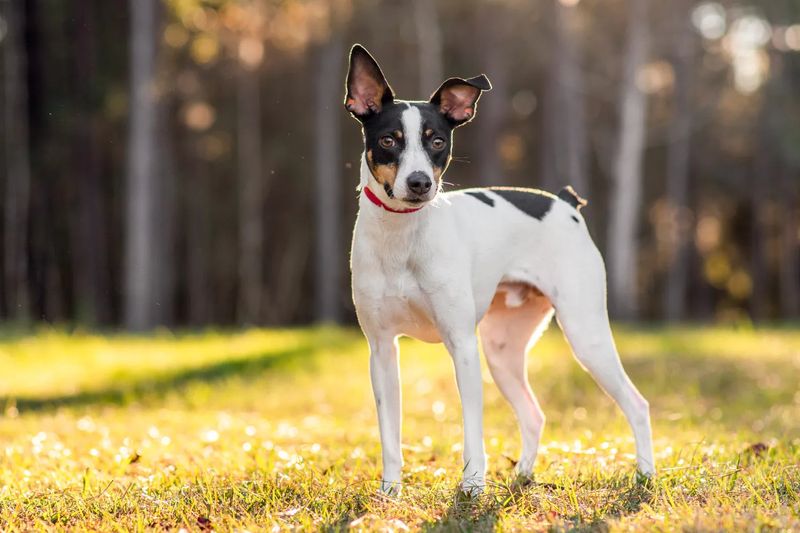 Rat Terrier: The American Farm Dog