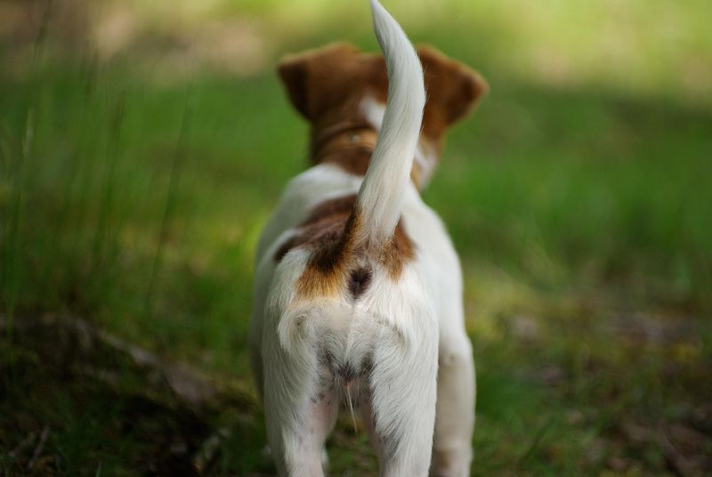 Wagging Tail Low And Slow