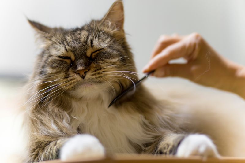 Regular Grooming And Coat Care