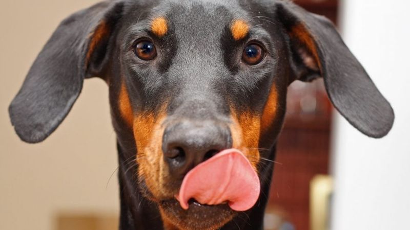 Lip Licking Beyond Mealtime