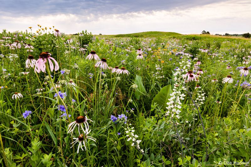 Native Plant Species Reappear