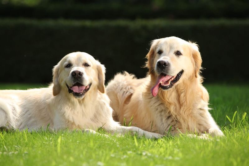 Canine Party Hosts: Golden Retrievers