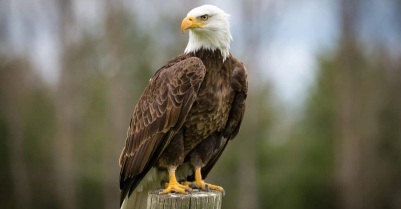 Feathered Royalty